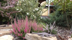 Верески в Сибирском саду