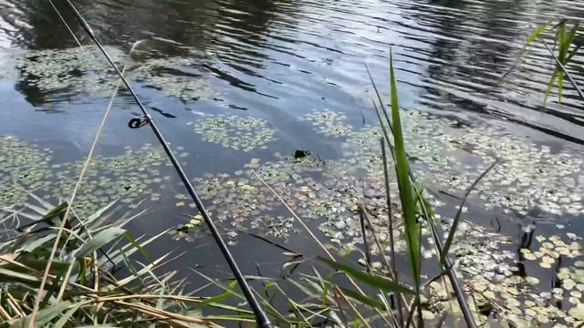 Аня ловит рыбу и выращивает червей!!! А у меня ... смотреть онлайн