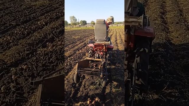 хтз т-010 уборка картофеля самодельной картофелекопалкой смотреть онлайн