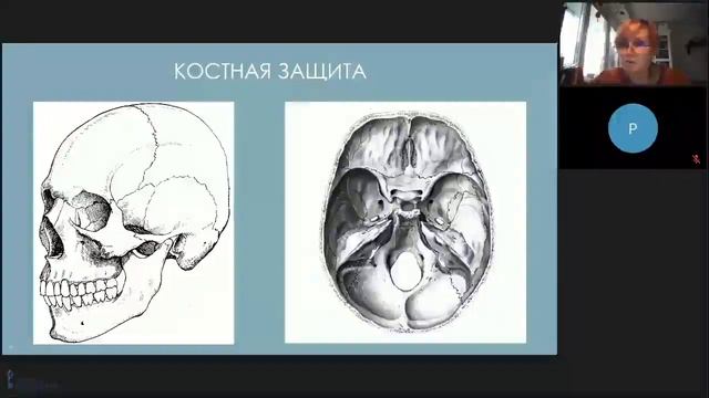 Нервная система: общая характеристика. Вспомогательные системы мозга