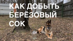 Как добыть березовый сок. KAOS.