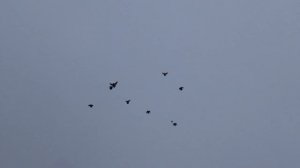 Розовые голуби.