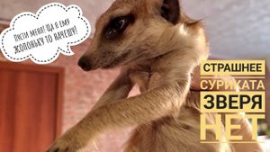 Кот Мурлок пережил такое! Шок-КОТэнт! Мурлока чесал за жопоньку сурикат!