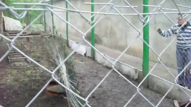 Павлин распускает перья!!! смотреть онлайн