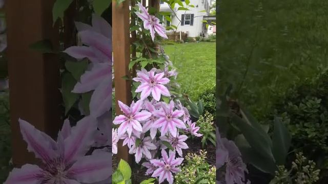 ‘Nelly Moser’ clematis at her most gorgeous #shorts #nellymoserclematis