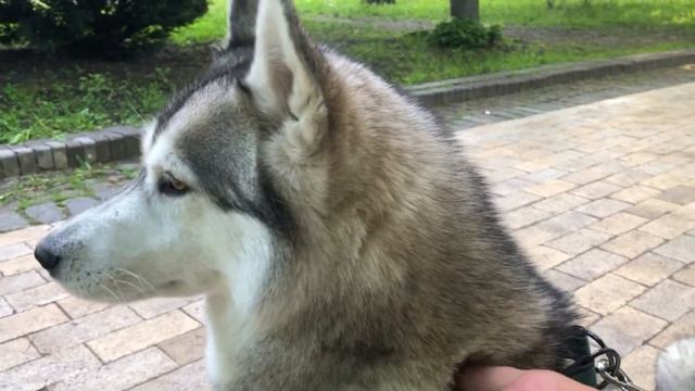 хаски  Привет от Луны и Баськи Прогулка на стеклянный мост