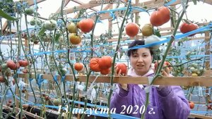 сортовой томат СОЛНЦЕ СЕВЕРА обзор