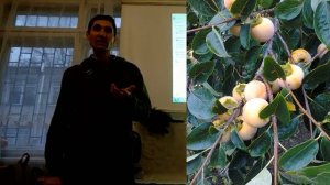 Хурма - выращивание, сорта, укрытие, особенности. Экзоты Н.Николаева