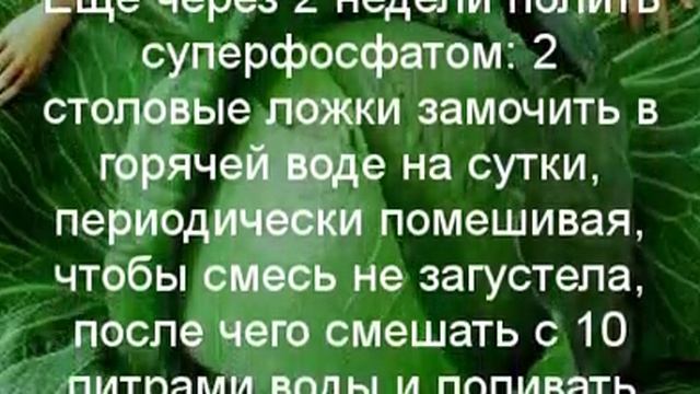 Мой секрет Как я вырастила капусту в 50 килограмм смотреть онлайн