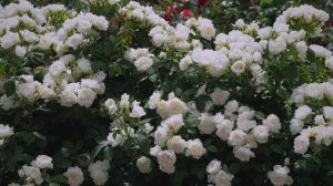 Icecap ™ /Crème Chantilly ® Meiradena