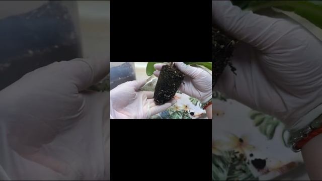 Когда необходимо пересадить Стрептокарпус !?#66 смотреть онлайн