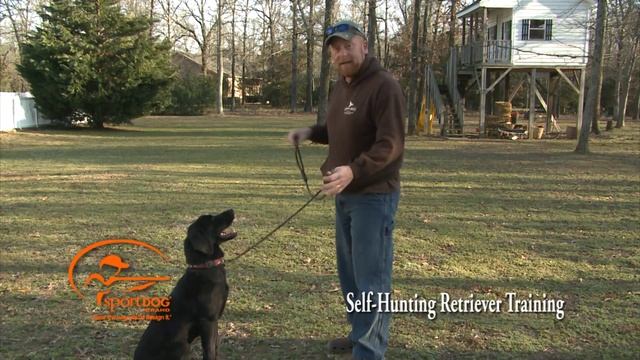 Vid 1 Self Retriever Training - Full Series Retriever Training - Lead Training Sit - Here - Heel смотреть онлайн