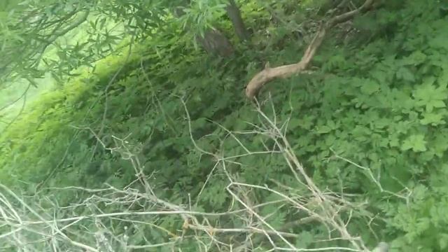 Приехала на дачу и пока жду приезда Зари развлекаюсь с котами:) смотреть онлайн