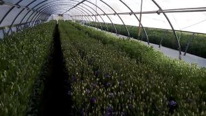 Выращивание эустомы в теплицах