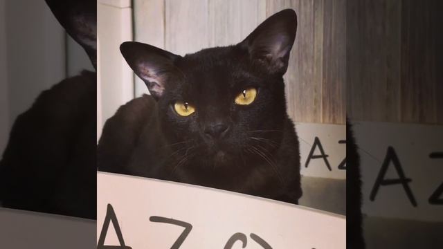 Кот разговаривает?! 🥰😁🐈 смотреть онлайн