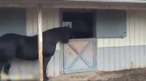 Funny Horses. Смешные лошади. Видео ролики про лошадей. Смешные животные Funny animals