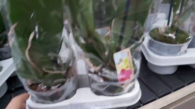 Цветущий САД, Красивые ОРХИДЕИ и шикарные комнатные растения ,ЗОО УГОЛОК смотреть онлайн