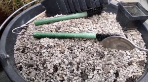 ЭХИНОПСИСЫ.Уход.Полив.Зимовка.Внешний вид.Cacteen.