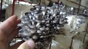 Вешенка/плодоношение/штамм138/Китай