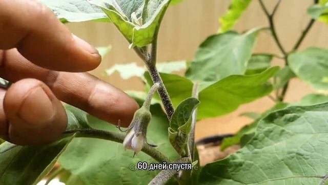 Умопомрачительное выращивание баклажанов в горшках - от семян до урожая