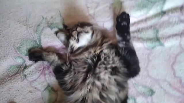 Когда Мейн куну снится сон что он бабочка смотреть онлайн