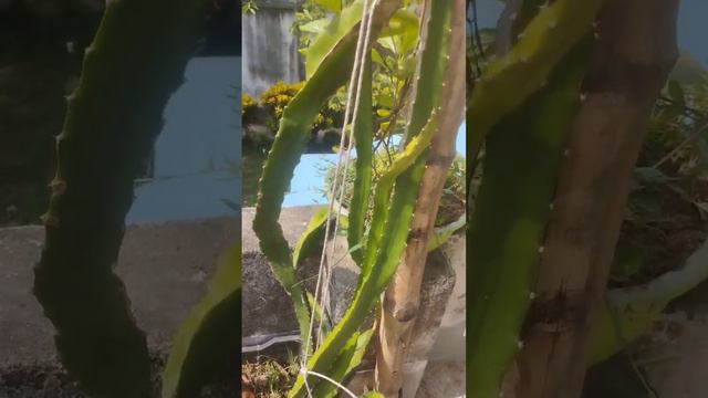 my dreams dragon tree 🌼👉 смотреть онлайн