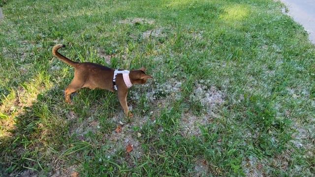 Знакомтесь - Кот Гучи, житель Дмитрова смотреть онлайн