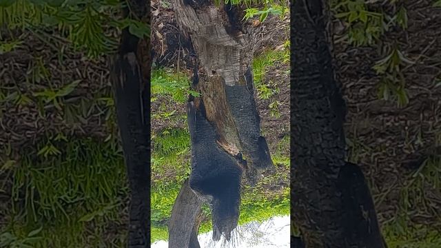 Чёрный, сероглазый медведь свесился вниз головой из дупла над молочной рекой попить.