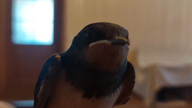 Ласточка Заза передаёт привет