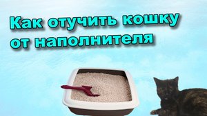 Как отучить кошку от наполнителя? Или ищем компромисс