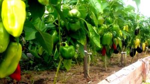 С чем лучше сажать сладкий перец