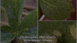 Тля на клубнике — как бороться