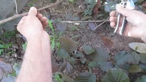Размножение фундука (шаг 3)