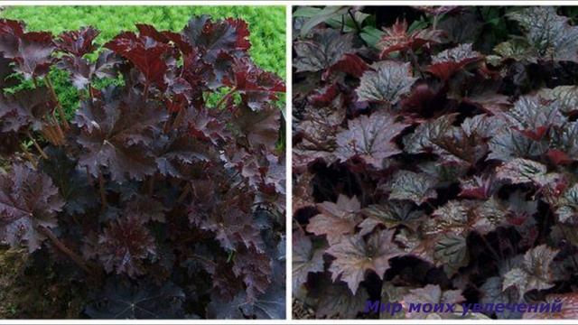 Гейхеры для начинающих.Уход и посадка .Сорта и виды гейхеры. смотреть онлайн