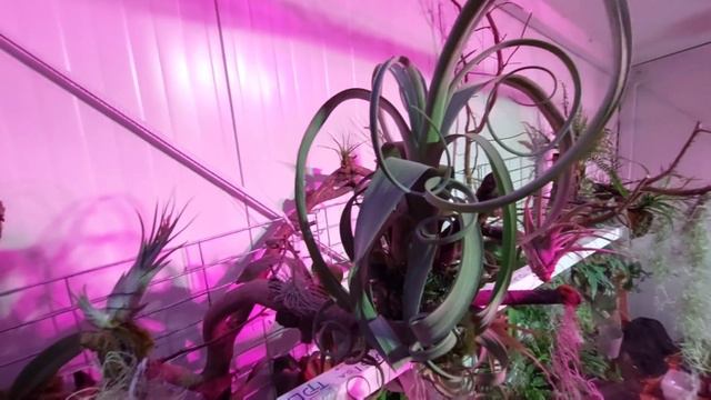 KOLEJNE #tillandsia - Oplątwy zawitały do mojego ogrodu zimowego. смотреть онлайн