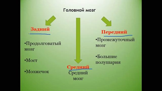 строение головного мозга урок 1 смотреть онлайн