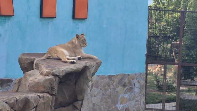 Влюбленный юноша раздражает Казанову) Тайган Lions in Crimean Taigan смотреть онлайн