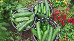 Готовим на зиму  очень вкусный и нежный домашний салат из салатных сортов огурцов своего урожая.