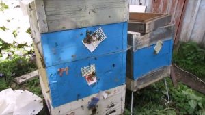 бакфаст для Подмосковья, можно по 9 месяцев не смотреть и в августе мед откачивать после этого