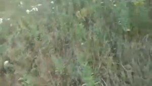 КОШУ СЕНО С УСОВЕРШЕНСТВОВАНЫМ АДАПТЕРОМ. МОТОБЛОК НЕВА!