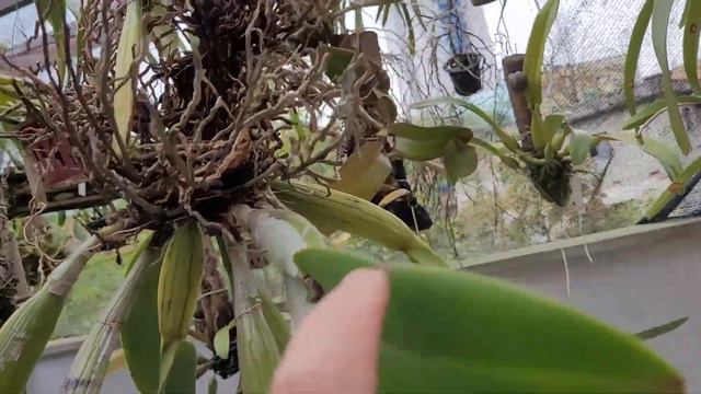 Dicas Dona Maria - Depois de muito tempo, FINALMENTE minha Cattleya Forbesii vai florir! смотреть онлайн