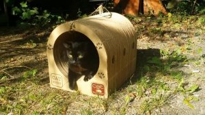 Когтеточка из картона.