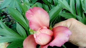 16 июня 2020 г.Пионы ИТО-гибриды