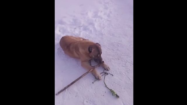 Гуляем -33. смотреть онлайн