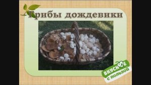 Гриб дождевик - съедобен или нет?
