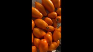 Томат «Лампа», мой опыт выращивания.
