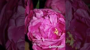 Пион " Шехерезада"Л.Аскарова первое цветение.