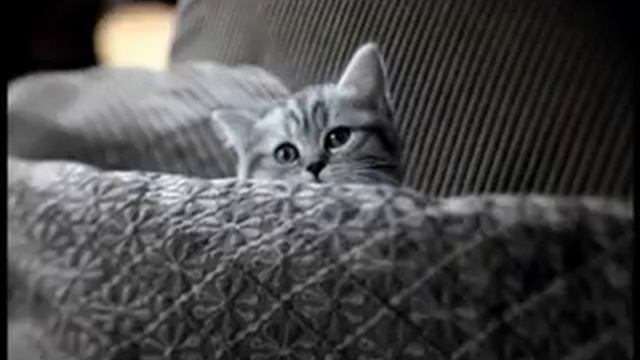 Whiskas для кошенят
