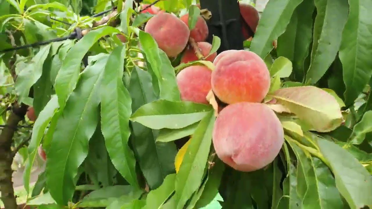 Карликовый персик сорт Bonanza Dwarf | Саженцы почтой Россия | Small Gardens
