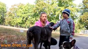 Собака укусила ребенка! Что делать?